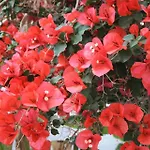 Sea Breeze ホテル マスティハリ