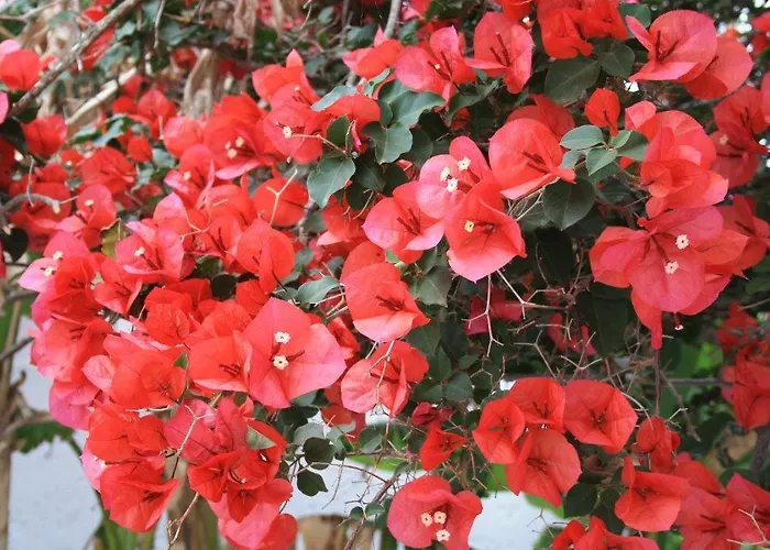 Sea Breeze Otel Mastichari (Kos)